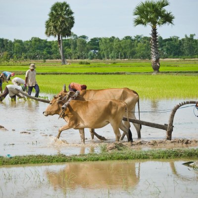 Svay Rieng 3